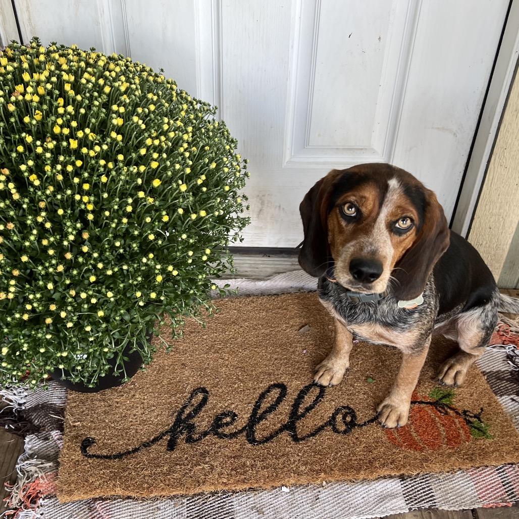 Beans, Adoptable, Adult Male Beagle.