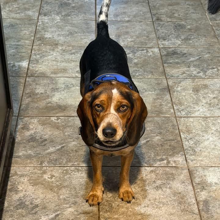 Enlarge Beans, a Adoptable Beagle in Austin, TX image 2/6