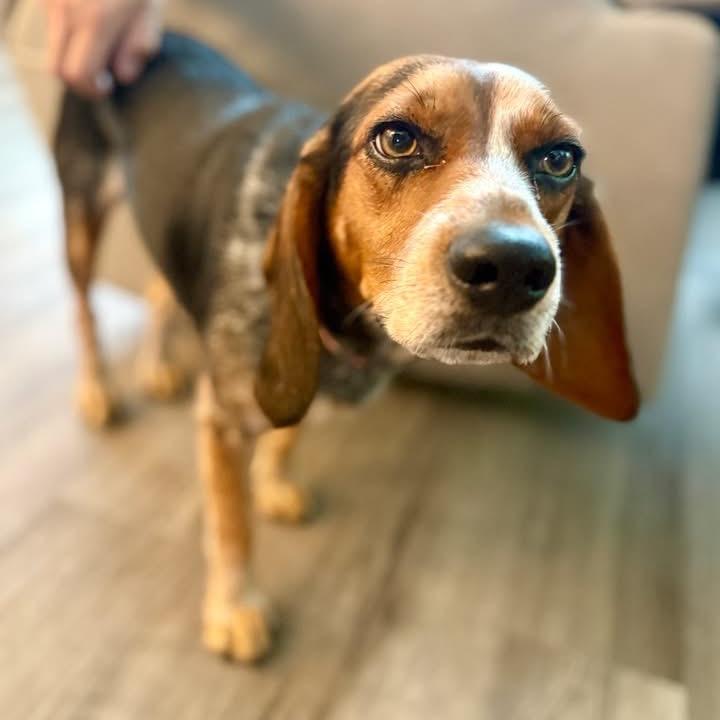 Enlarge Beans, a Adoptable Beagle in Austin, TX image 3/6
