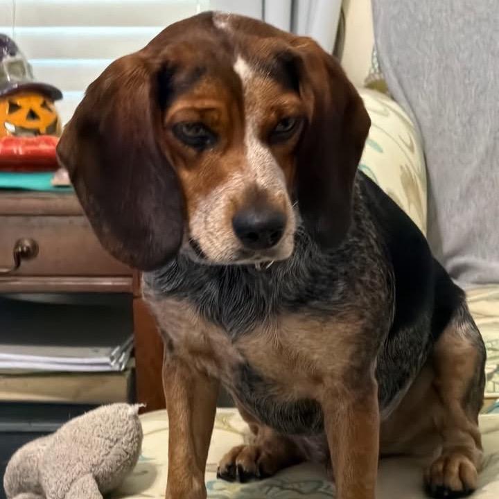 Enlarge Beans, a Adoptable Beagle in Austin, TX image 4/6