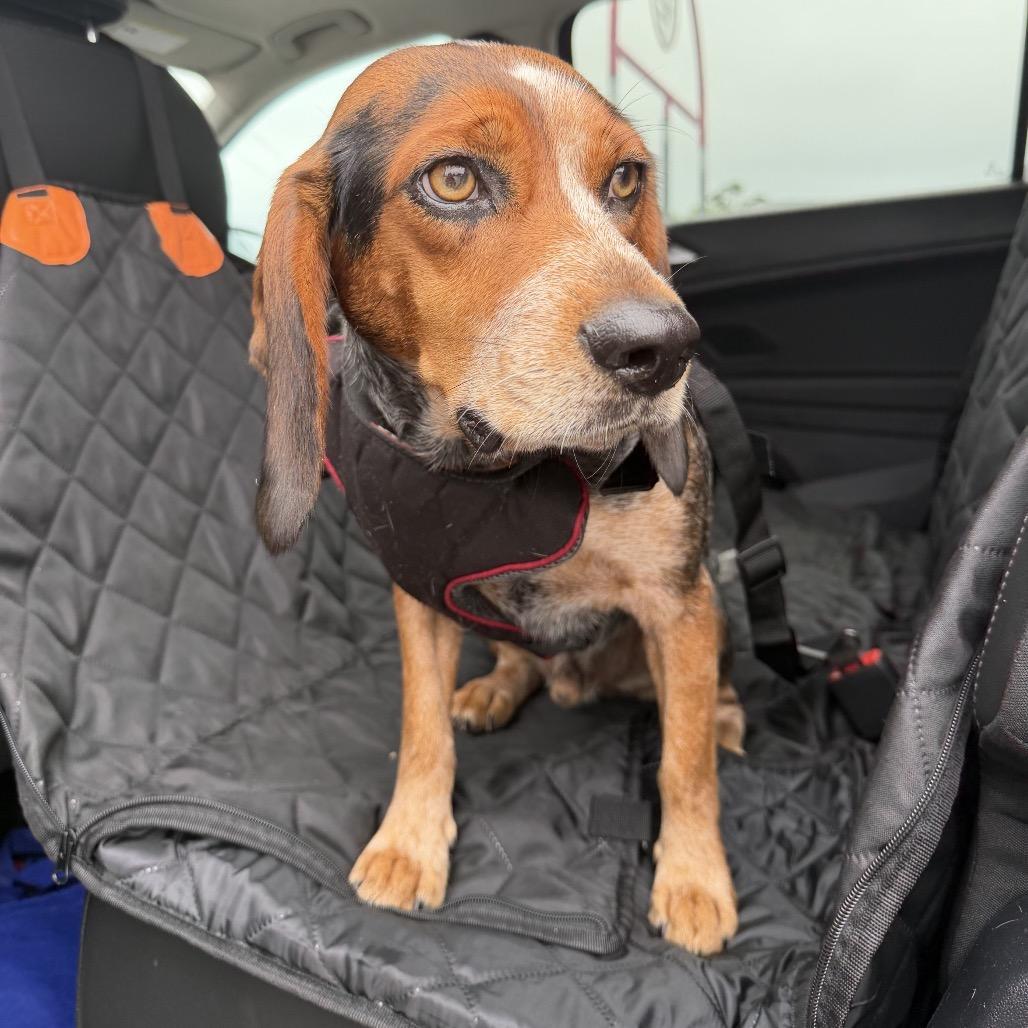Enlarge Beans, a Adoptable Beagle in Austin, TX image 5/6