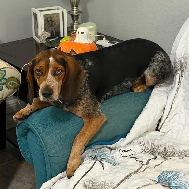 Enlarge Beans, a Adoptable Beagle in Austin, TX image 6/6