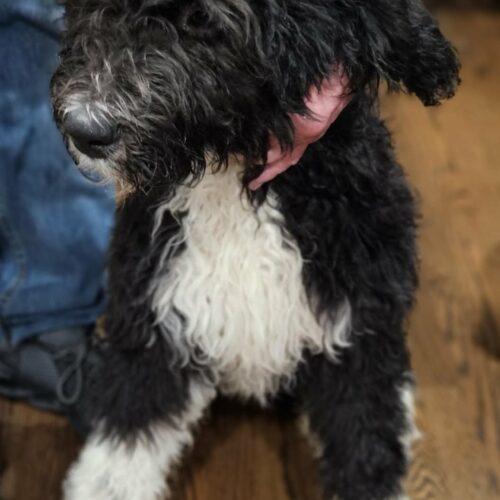 #272 Garbanzo, Adoptable, Puppy Female Saint Bernard & Poodle.