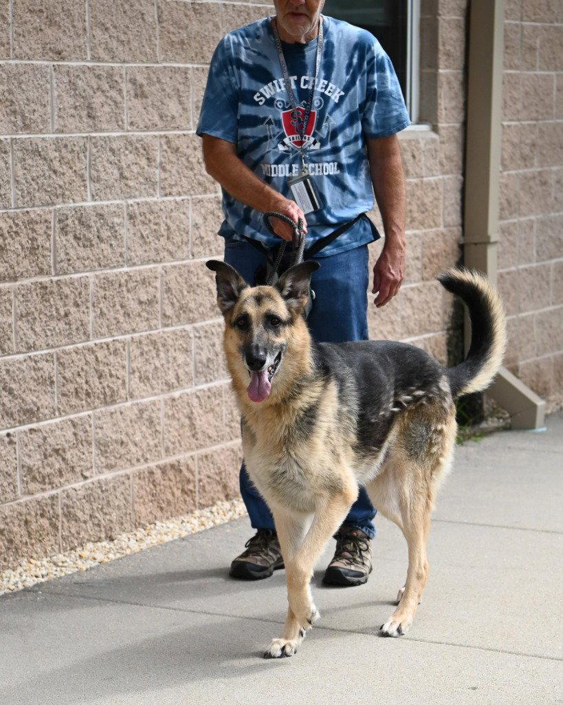 DA 37 Dez, Adoptable, Adult Male German Shepherd Dog.