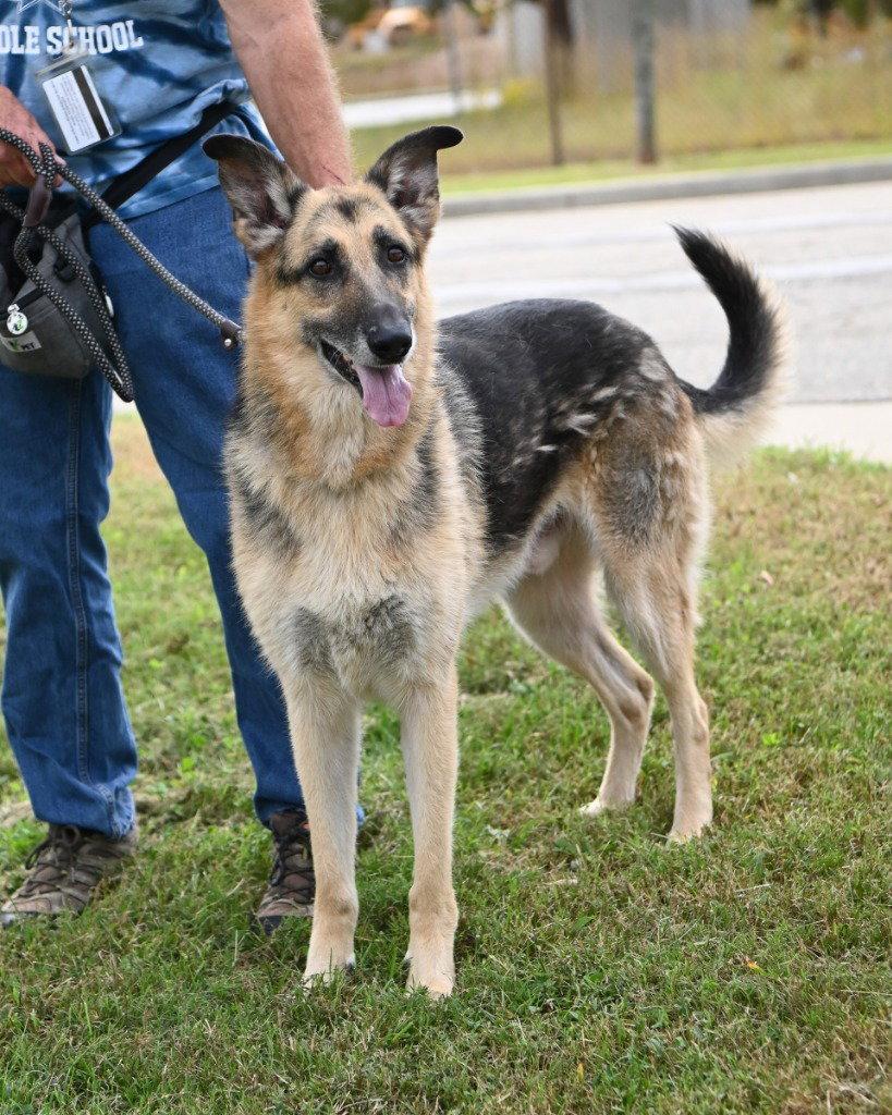 Enlarge DA 37 Dez, a Adoptable German Shepherd Dog in Glen Allen, VA image 2/3