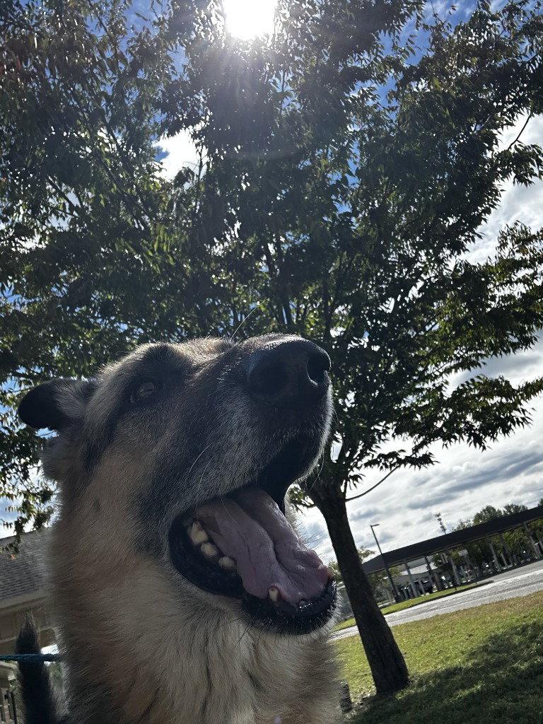 Enlarge DA 37 Dez, a Adoptable German Shepherd Dog in Glen Allen, VA image 3/3