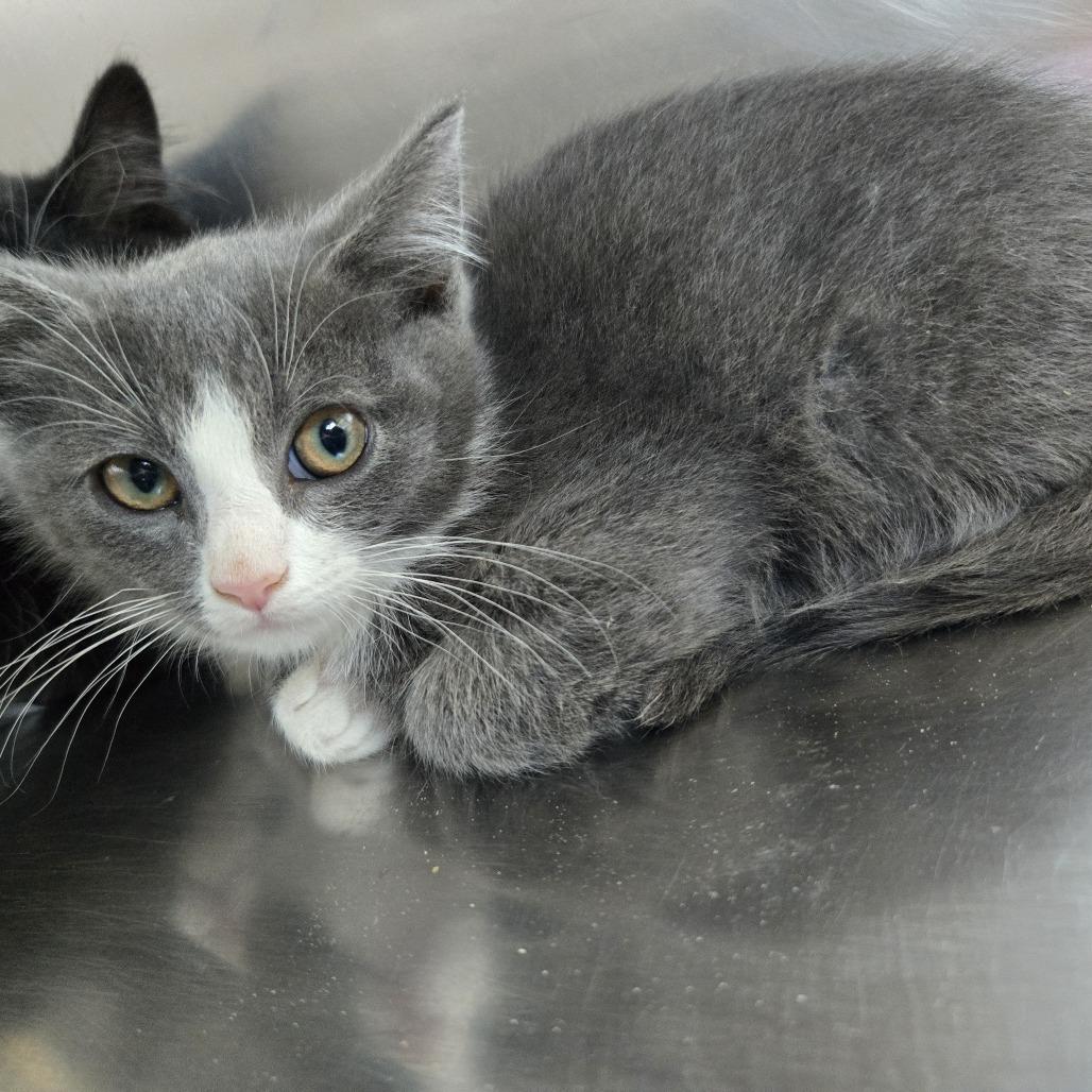 Tzatziki, Adoptable, Young Male Domestic Long Hair.