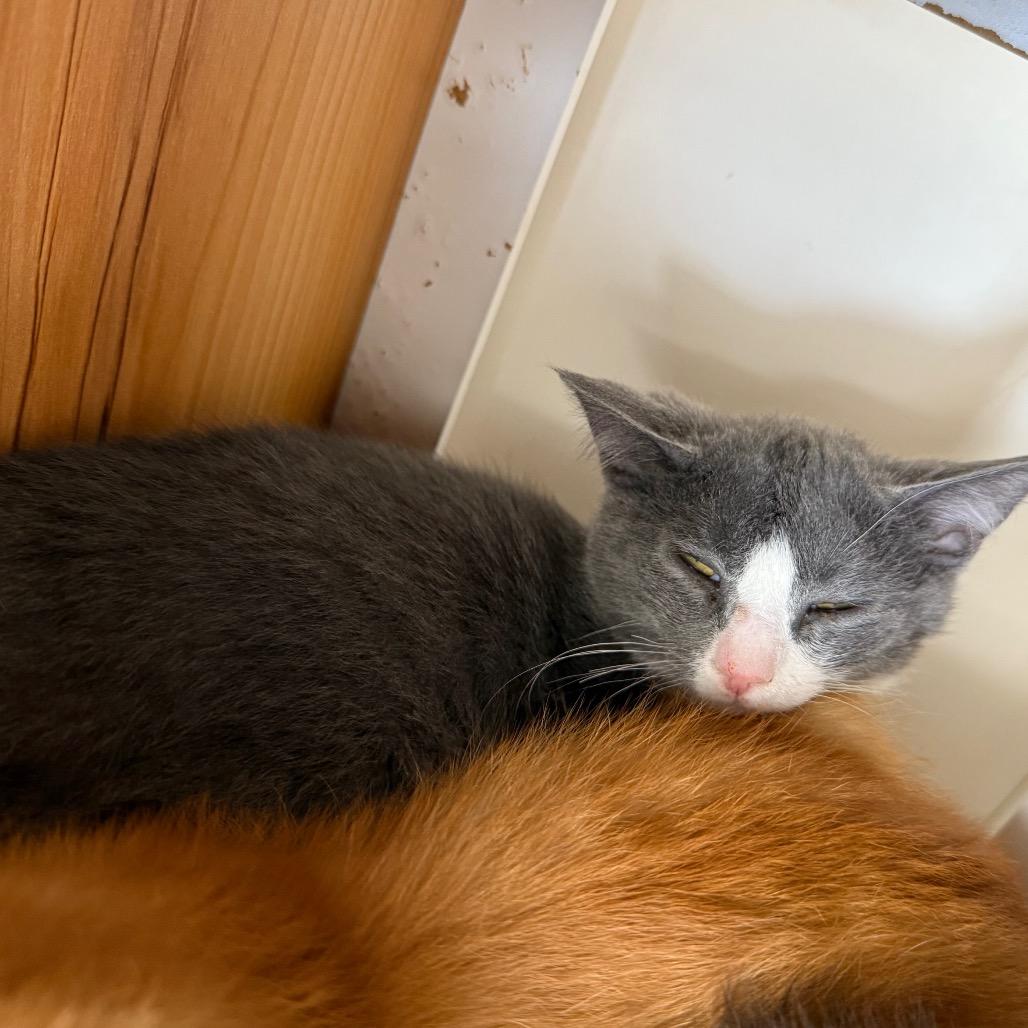 Enlarge Tzatziki, a Adoptable Domestic Long Hair in Buffalo, WY image 2/3