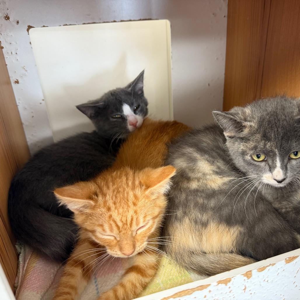 Enlarge Tzatziki, a Adoptable Domestic Long Hair in Buffalo, WY image 3/3