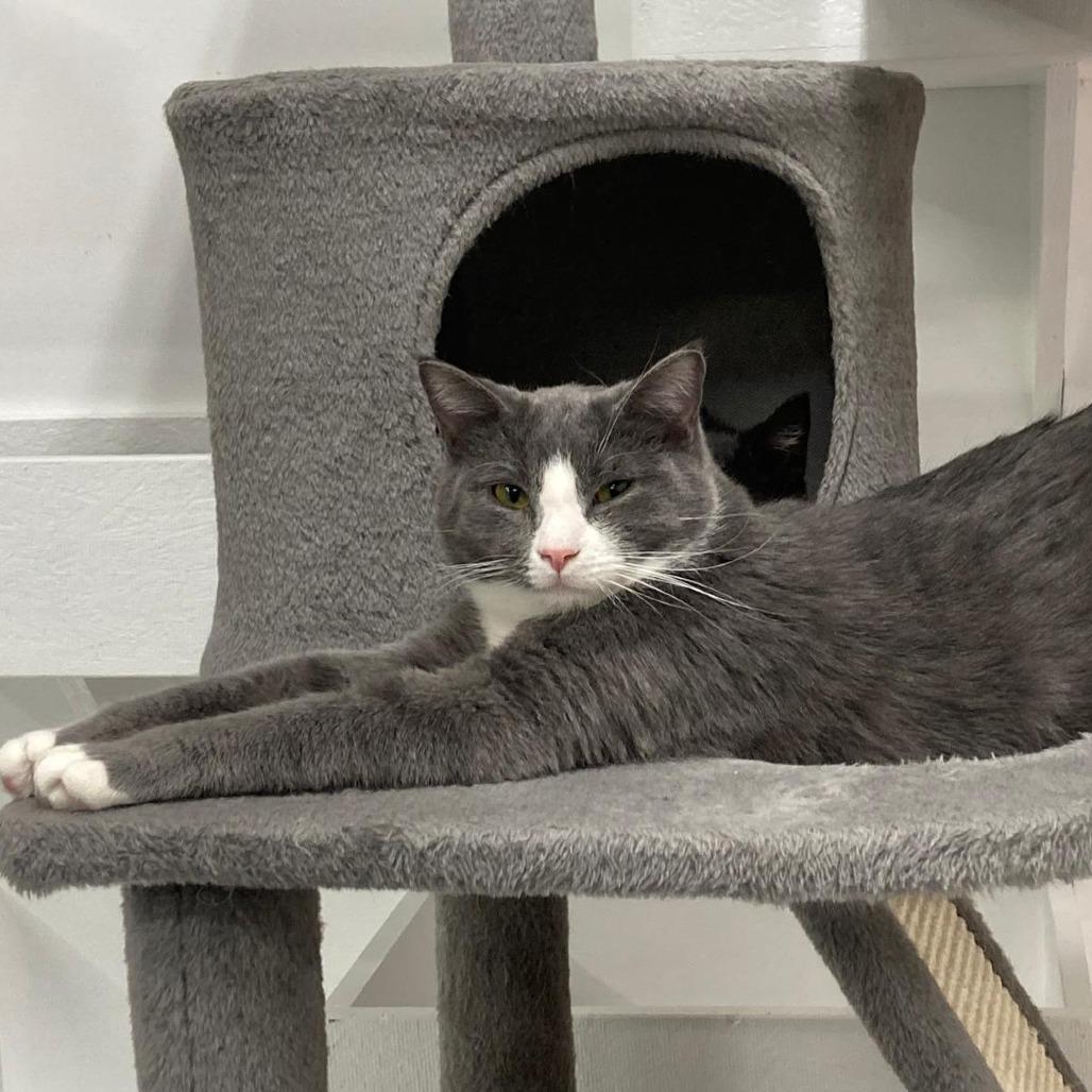 Tzatziki, a Adoptable Domestic Long Hair in Buffalo, WY image 4/4