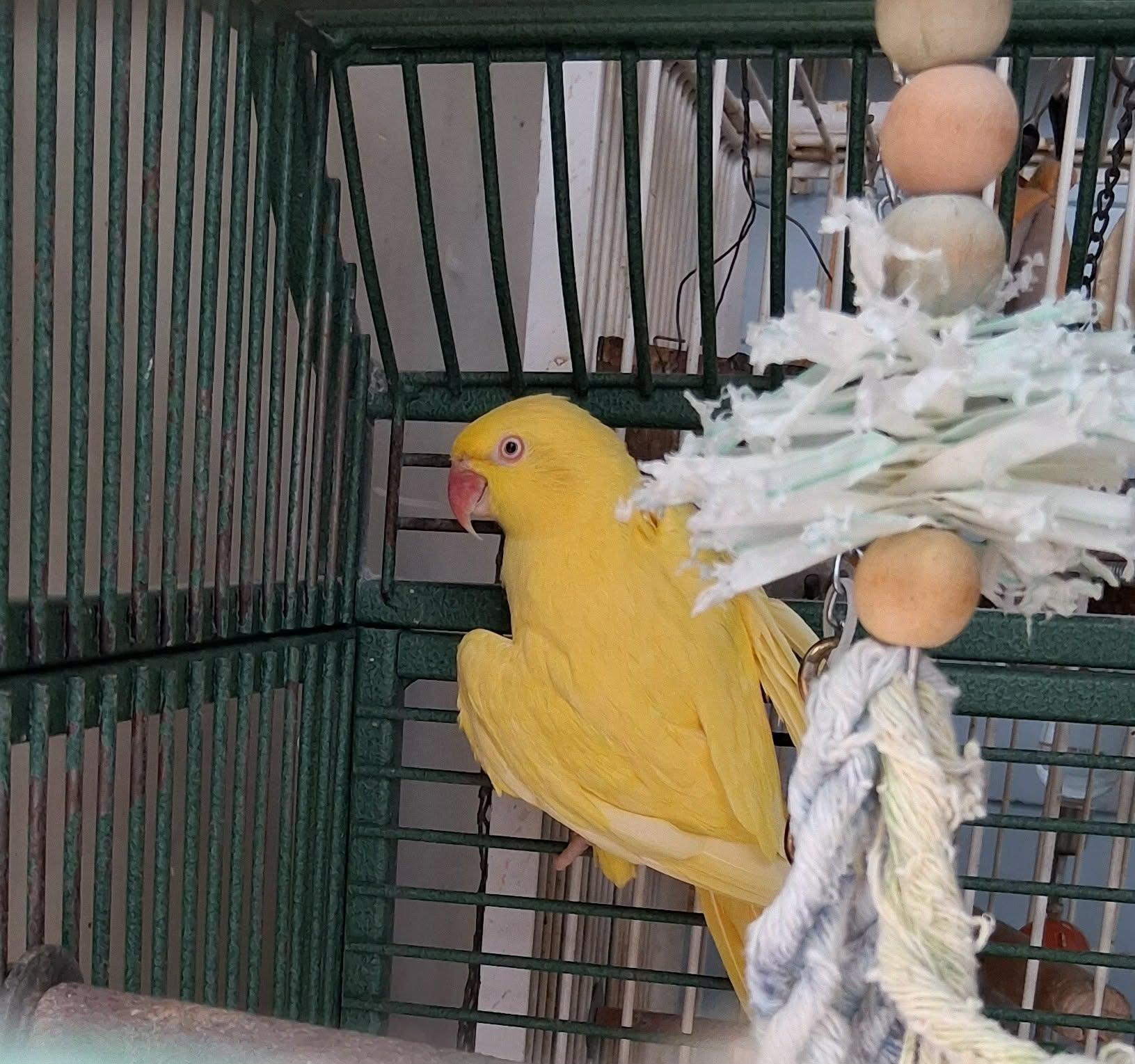 Enlarge Sunshine, a Adoptable Ringneck / Psittacula in Delhi, NY image 1/2