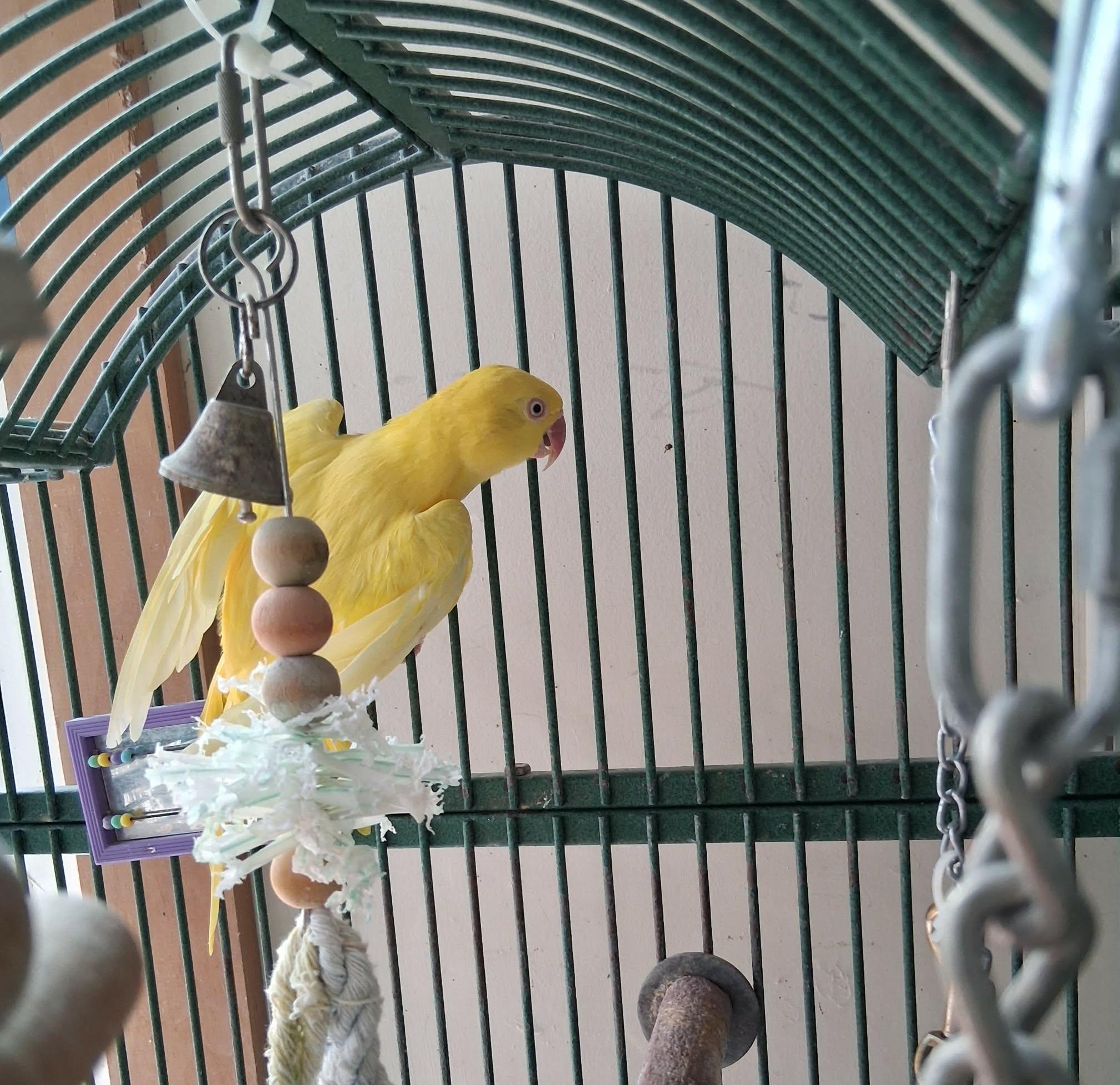 Enlarge Sunshine, a Adoptable Ringneck / Psittacula in Delhi, NY image 2/2