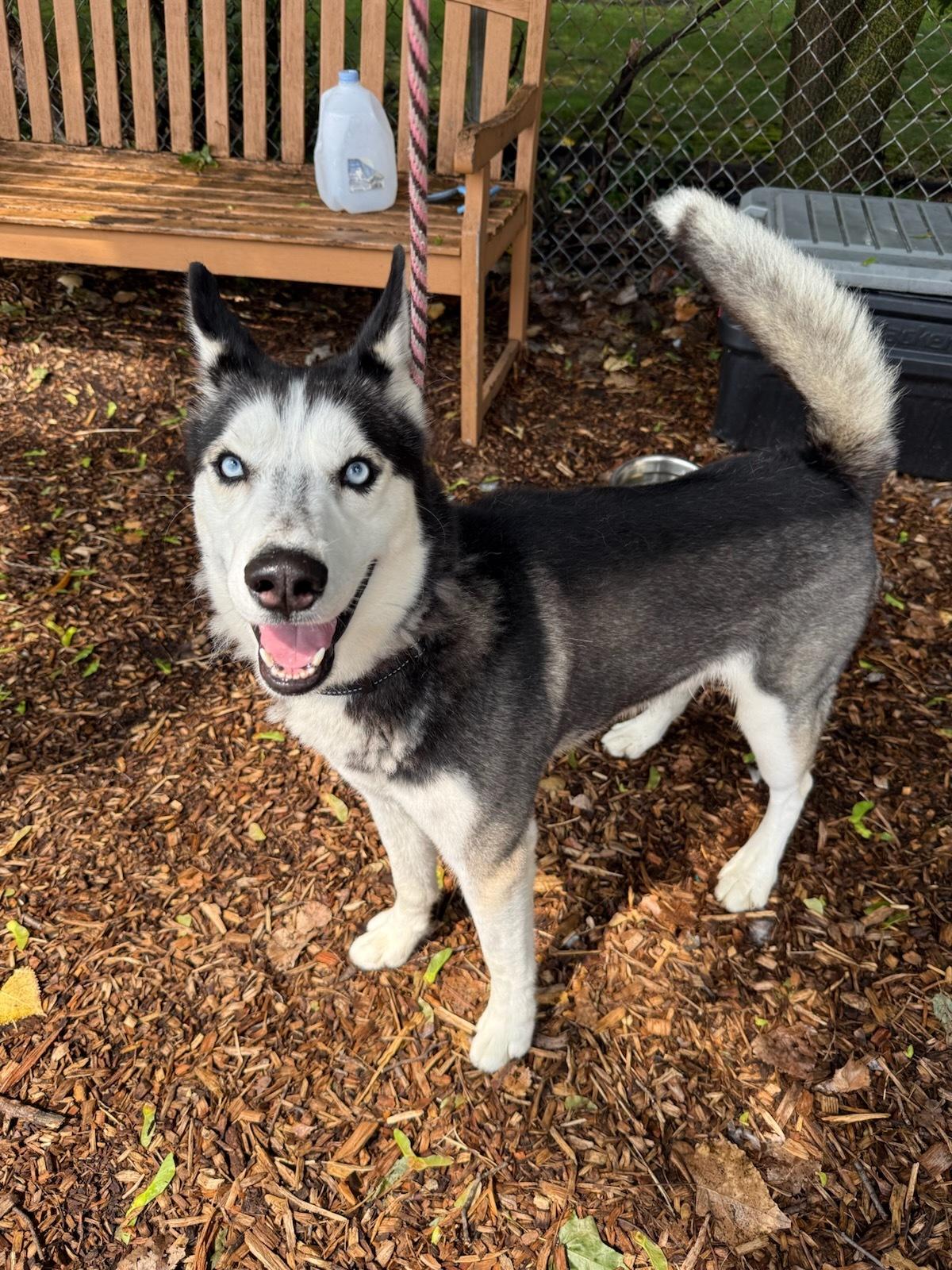 Enlarge Blue, a Adoptable Husky in Teterboro, NJ image 1/1