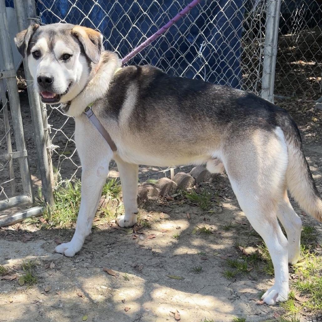 Greyson, Adoptable, Adult Male Shepherd.