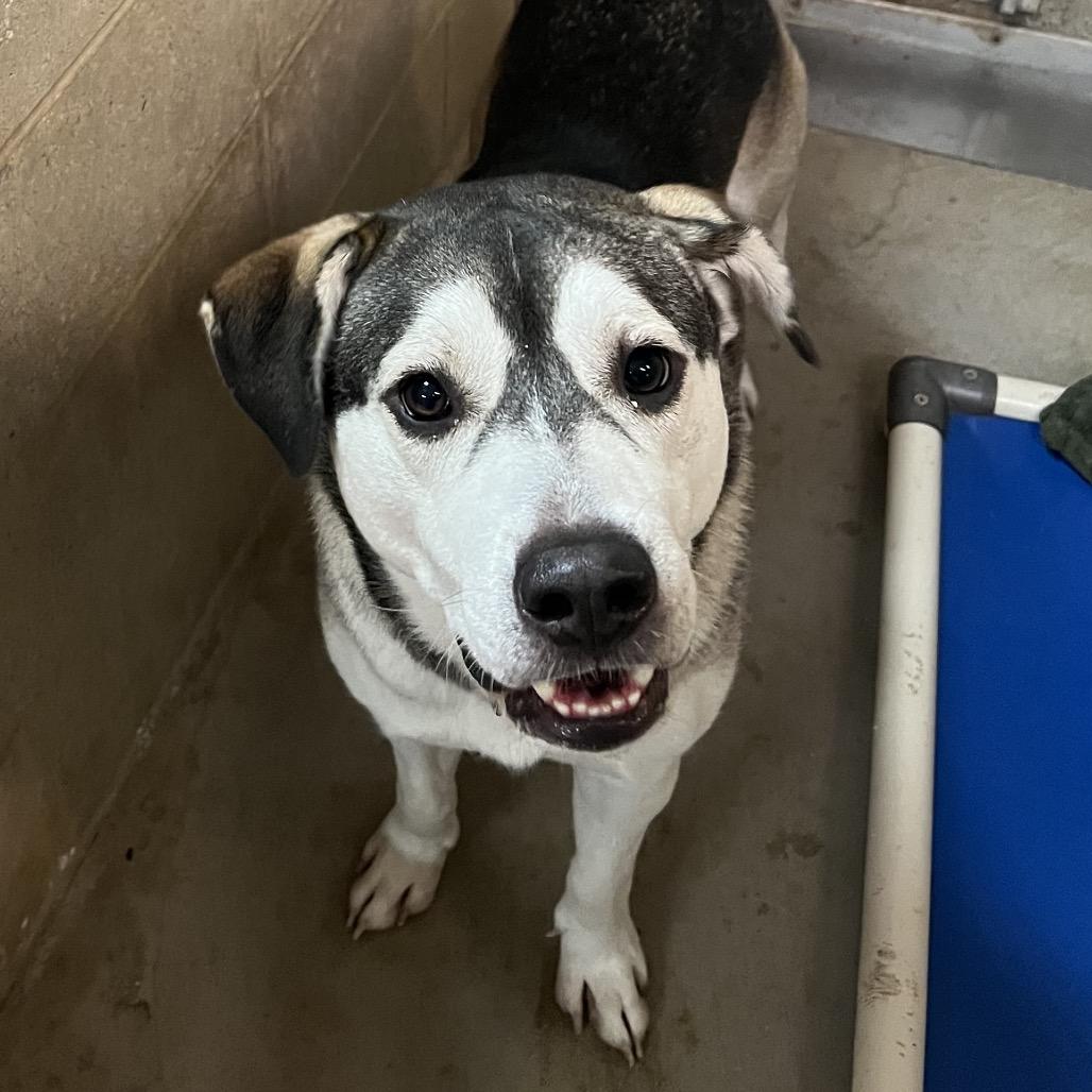 Enlarge Greyson, a Adoptable mixed breed in Ojai, CA image 2/5
