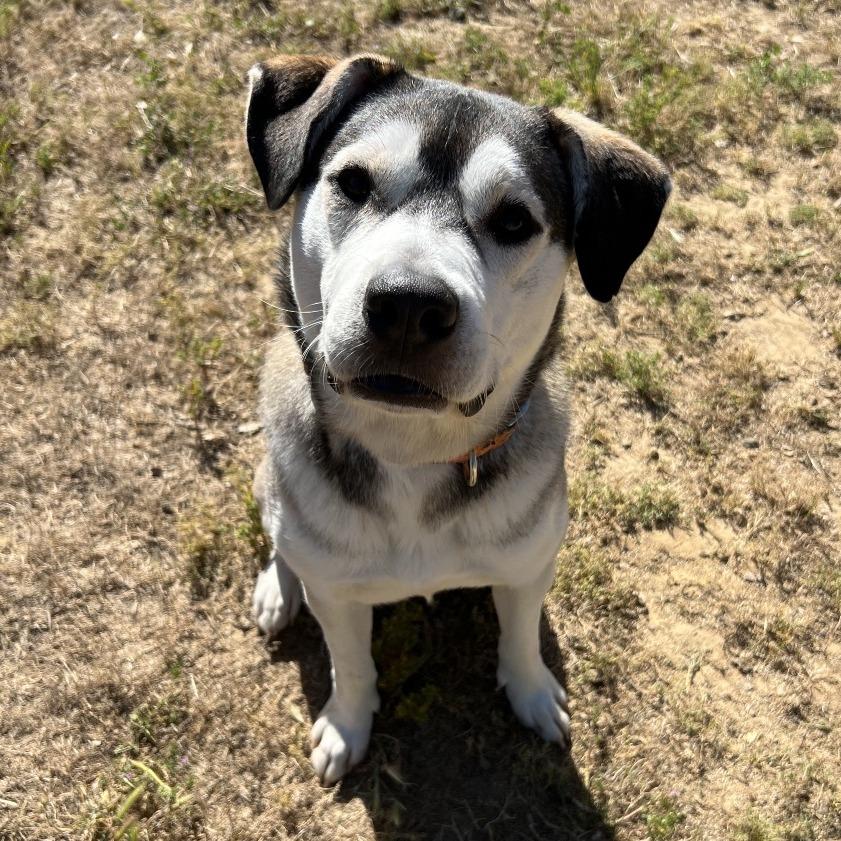 Enlarge Greyson, a Adoptable mixed breed in Ojai, CA image 3/5