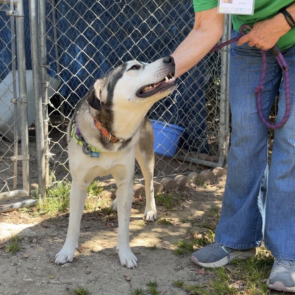 Enlarge Greyson, a Adoptable mixed breed in Ojai, CA image 4/5