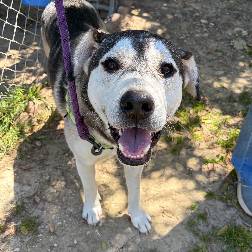 Enlarge Greyson, a Adoptable mixed breed in Ojai, CA image 5/5