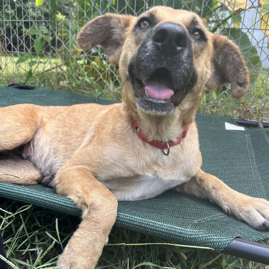 Enlarge Hazel, a Adoptable mixed breed in Minneapolis, MN image 2/6