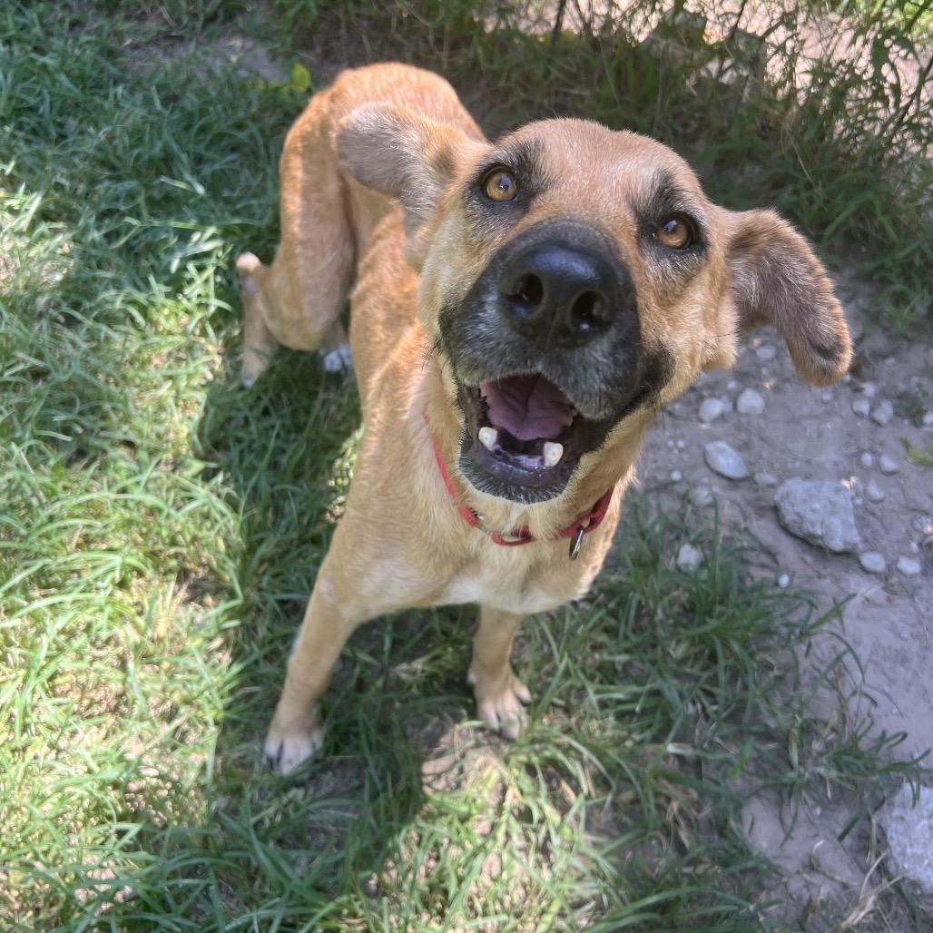 Enlarge Hazel, a Adoptable mixed breed in Minneapolis, MN image 5/6