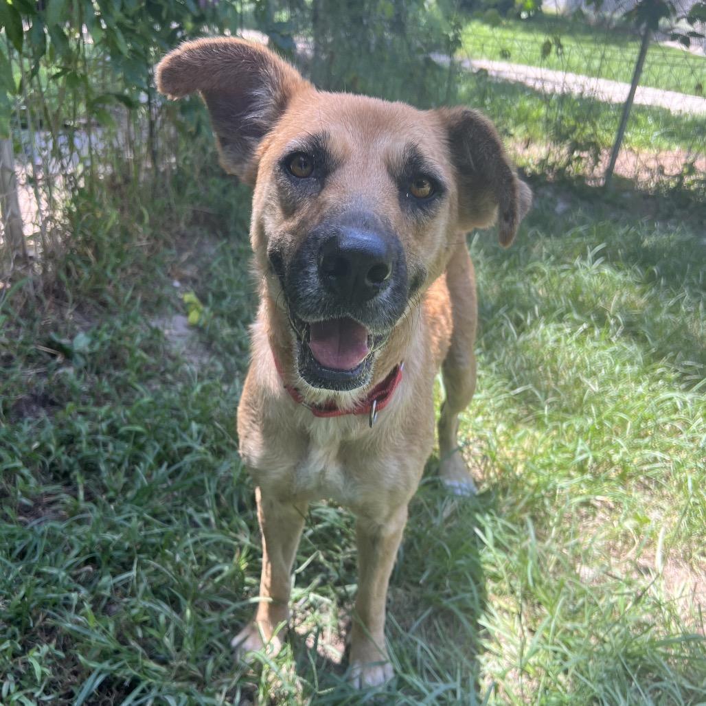 Enlarge Hazel, a Adoptable mixed breed in Minneapolis, MN image 3/6