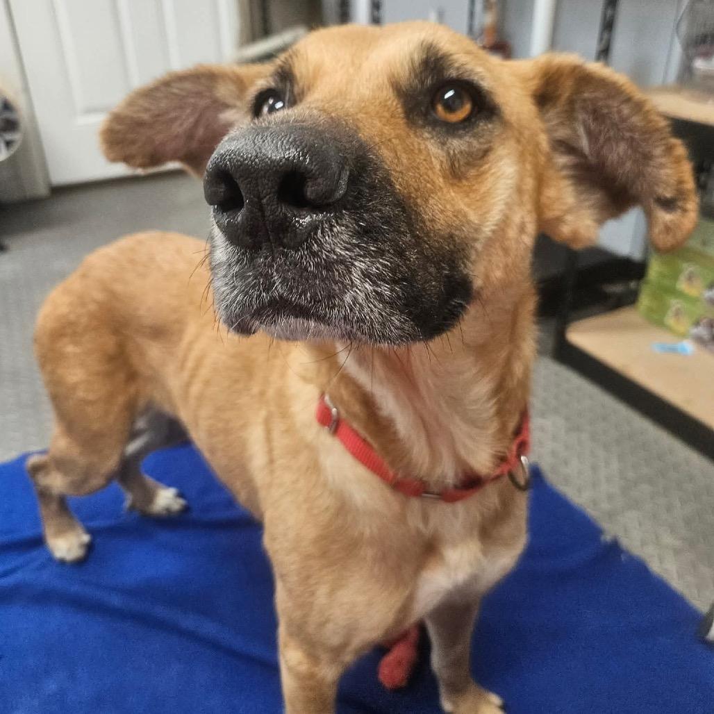 Enlarge Hazel, a Adoptable mixed breed in Minneapolis, MN image 6/6