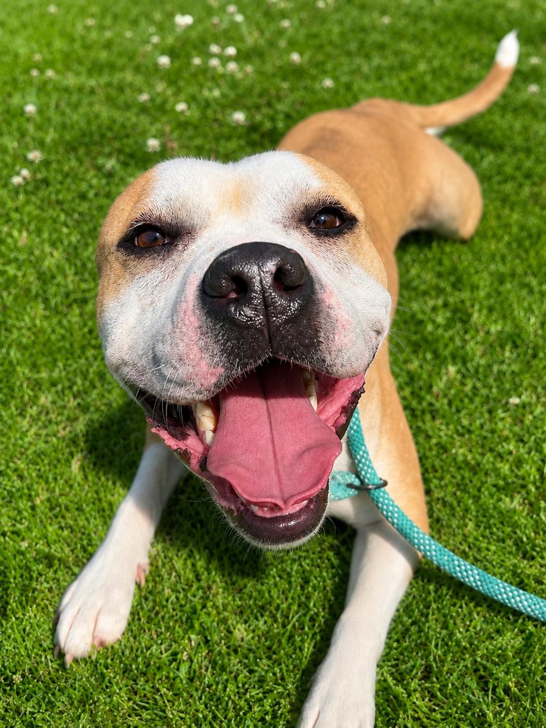 Enlarge Scrappy, an adoptable mixed breed in Culpeper, VA image 6/6