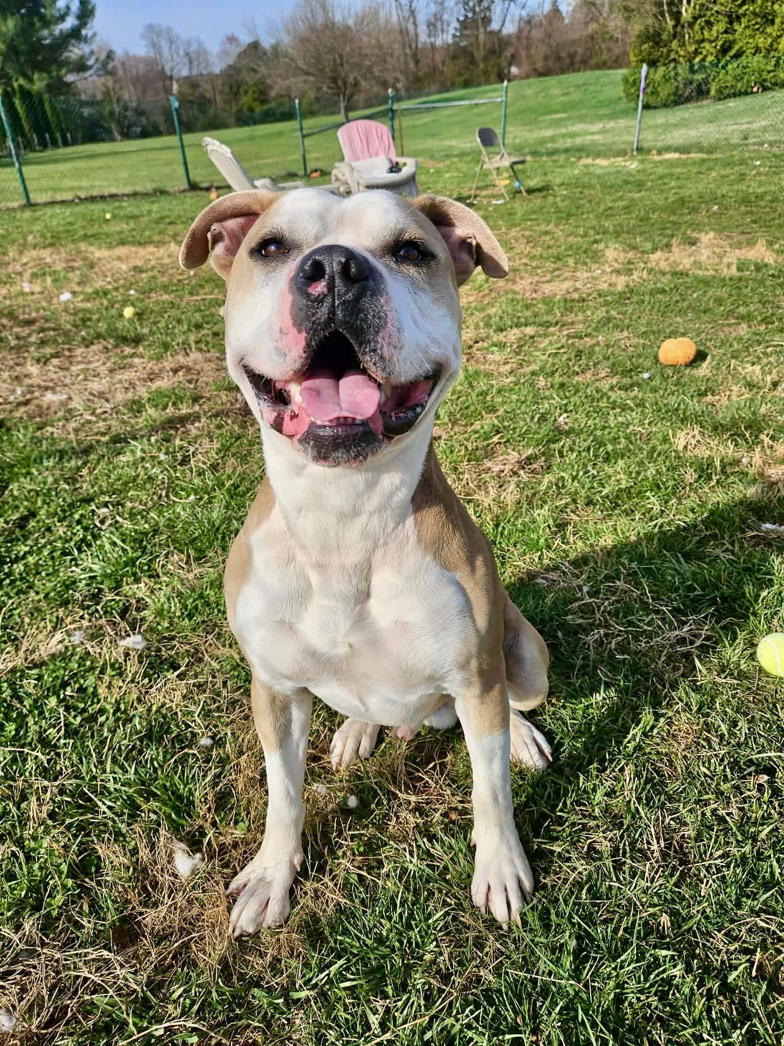 Enlarge Scrappy, a ADOPTABLE mixed breed in Culpeper, VA image 1/5