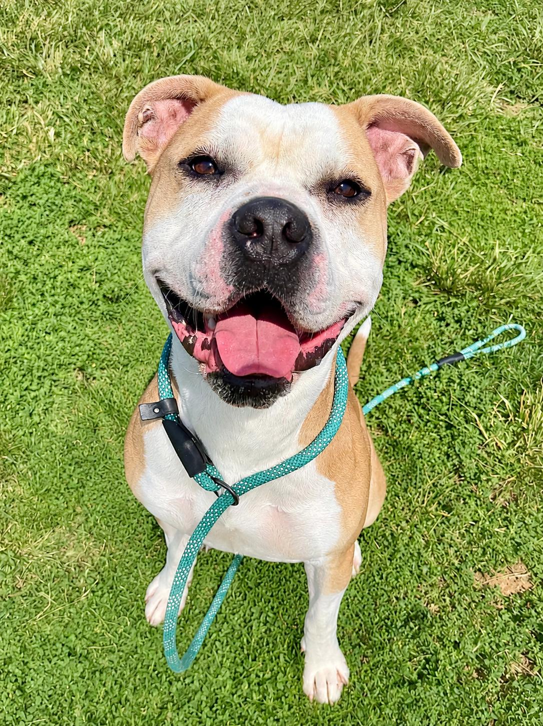 Enlarge Scrappy, an adoptable mixed breed in Culpeper, VA image 1/6