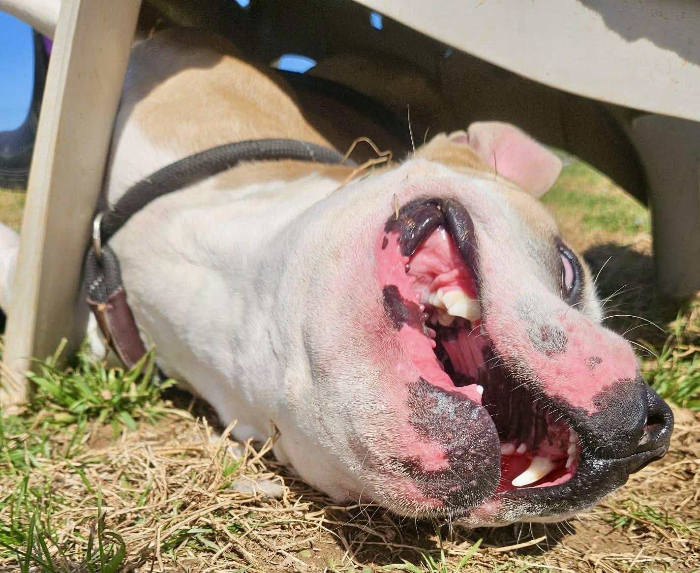 Enlarge Scrappy, a ADOPTABLE mixed breed in Culpeper, VA image 5/5