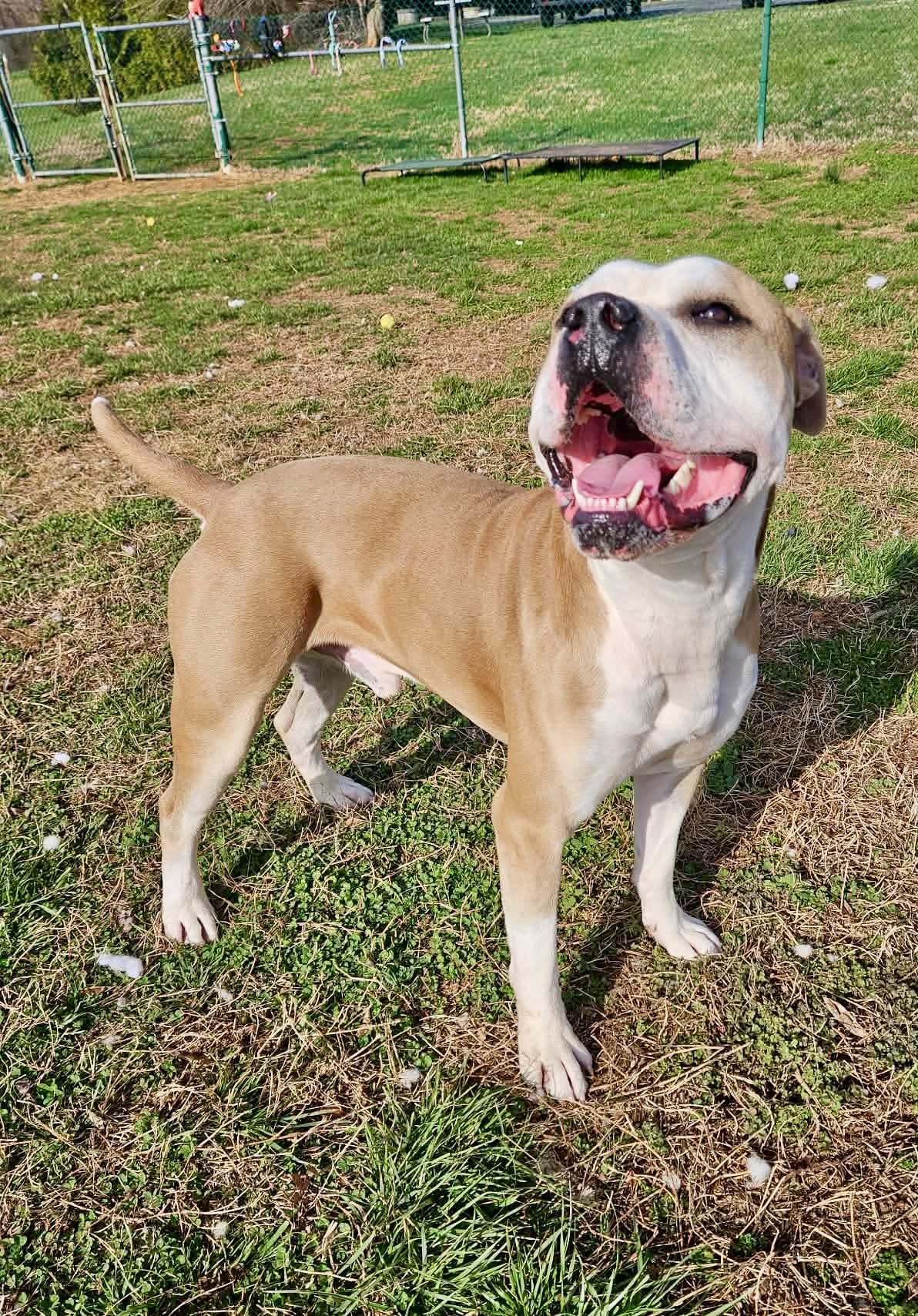 Enlarge Scrappy, an adoptable mixed breed in Culpeper, VA image 2/6