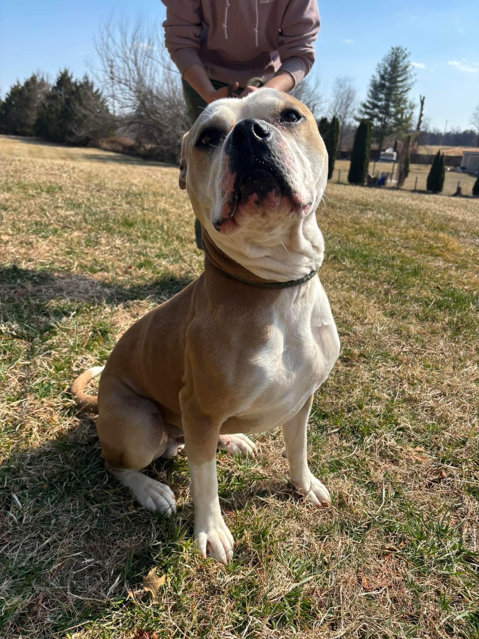 Enlarge Scrappy, a ADOPTABLE mixed breed in Culpeper, VA image 4/5