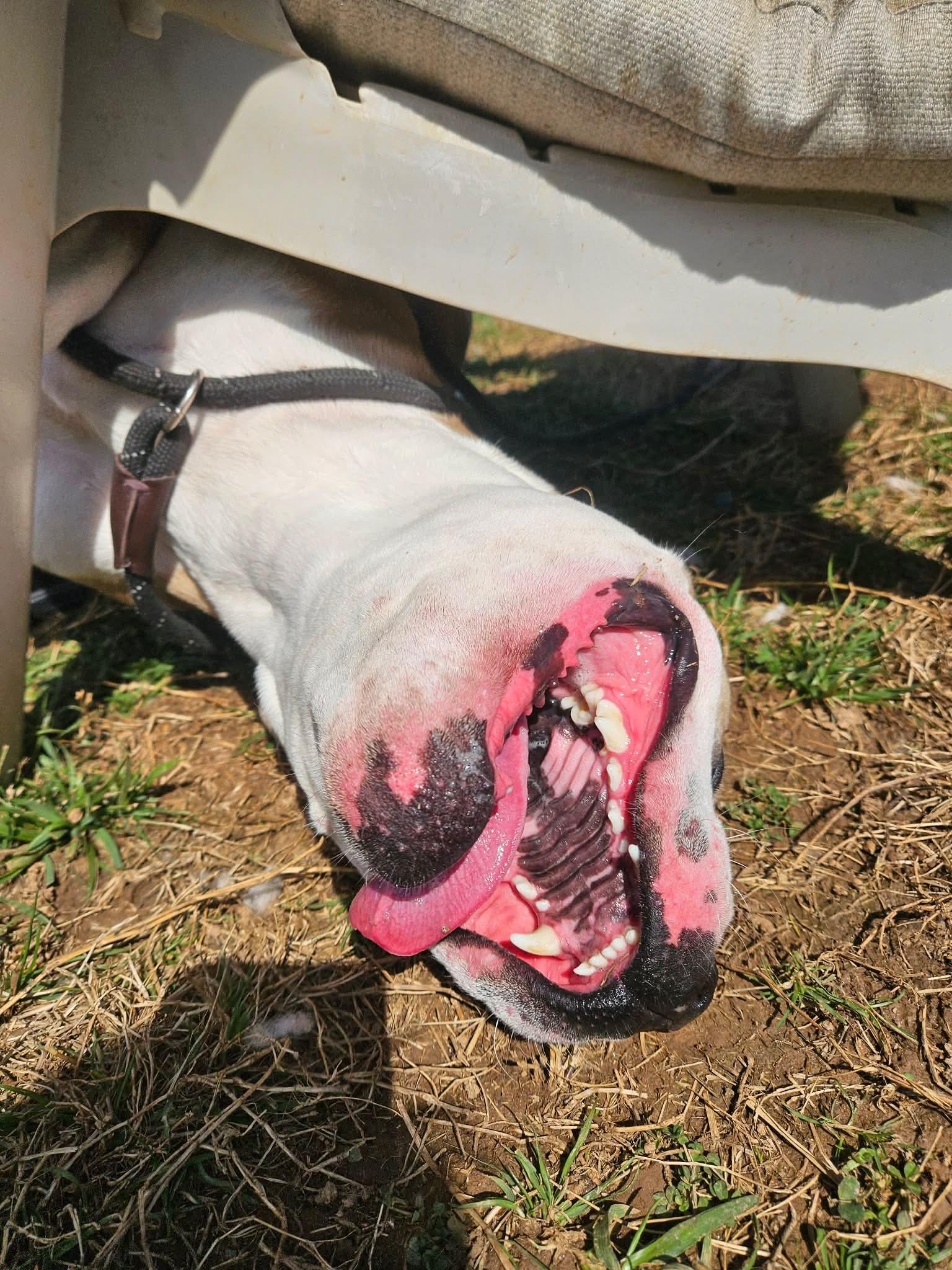 Enlarge Scrappy, an adoptable mixed breed in Culpeper, VA image 5/6