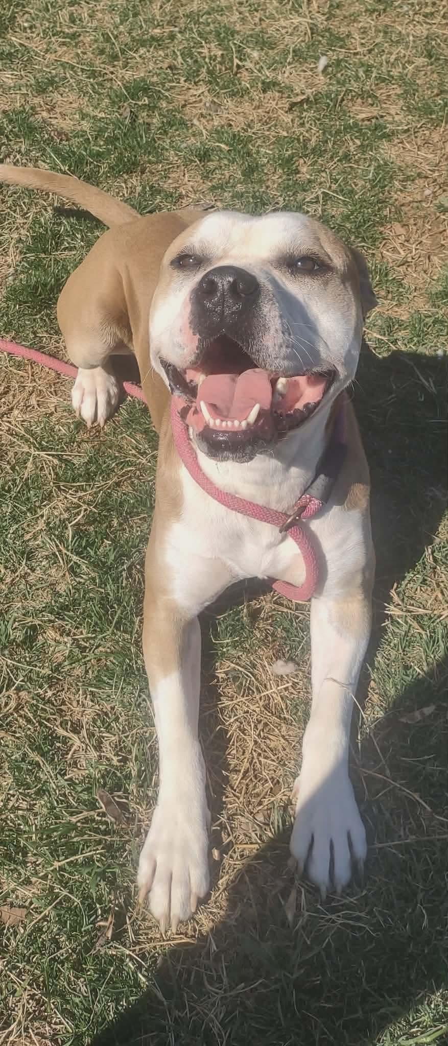 Enlarge Scrappy, a ADOPTABLE mixed breed in Culpeper, VA image 2/5