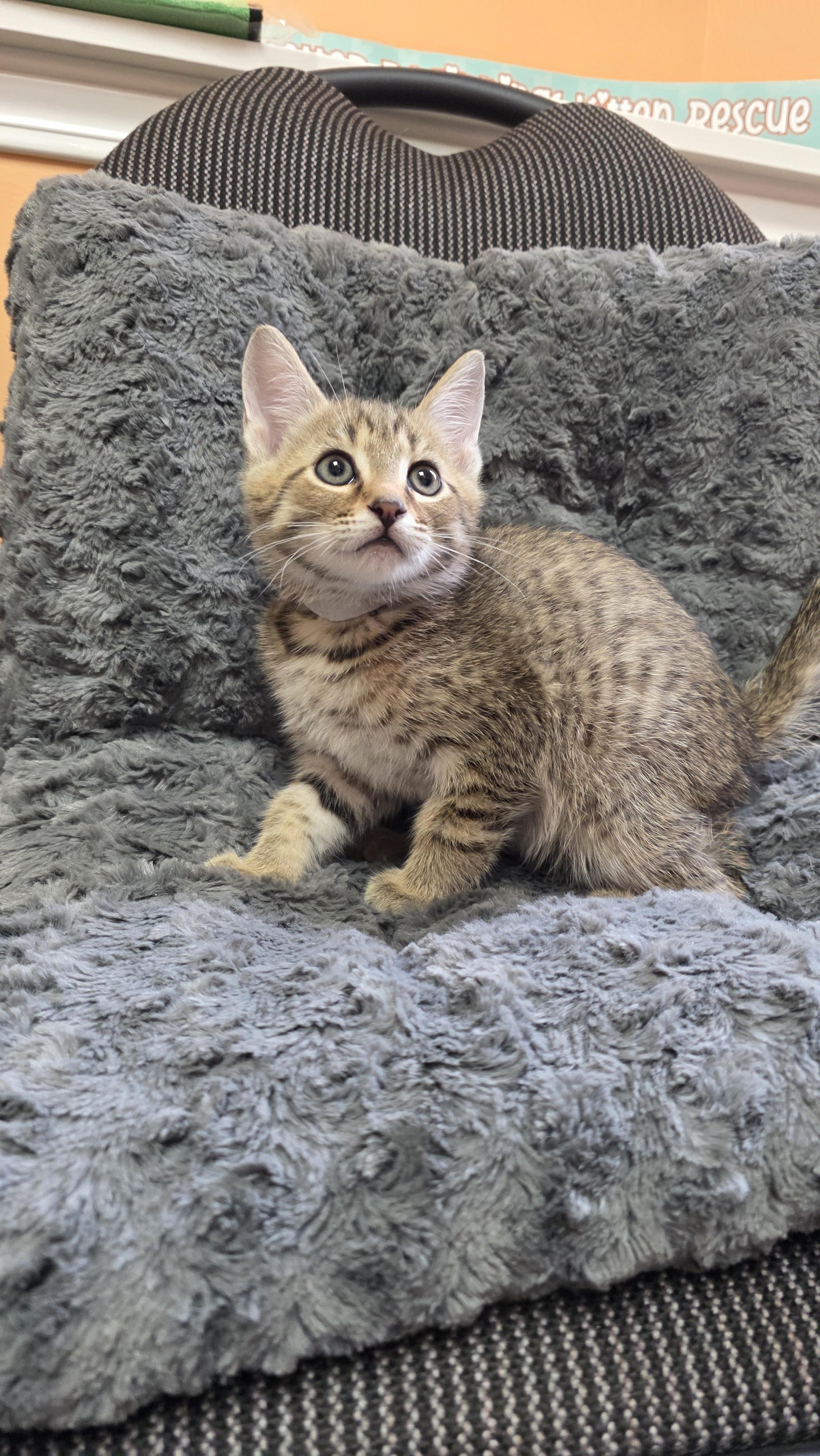 Cletus, Adoptable, Kitten Male Domestic Short Hair.