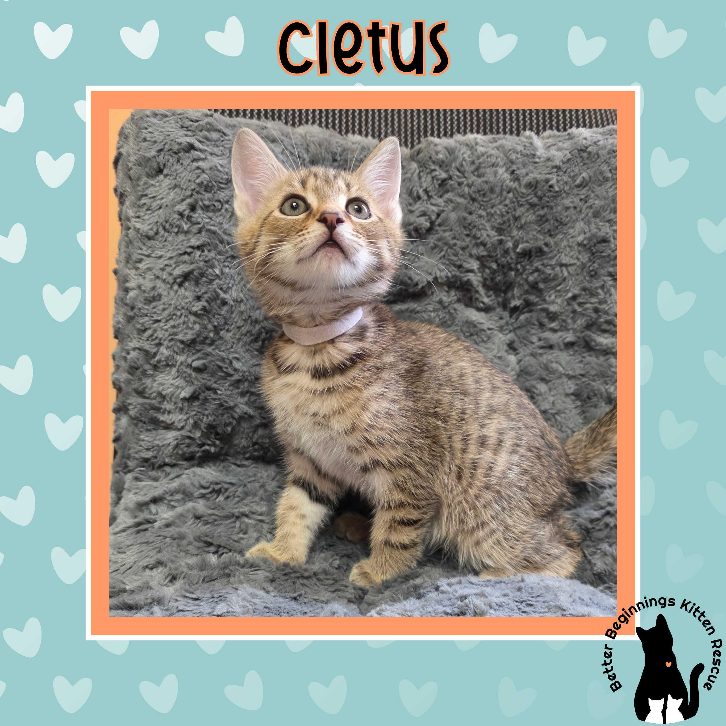 Cletus, a Adoptable mixed breed in Kamloops, BC image 2/6