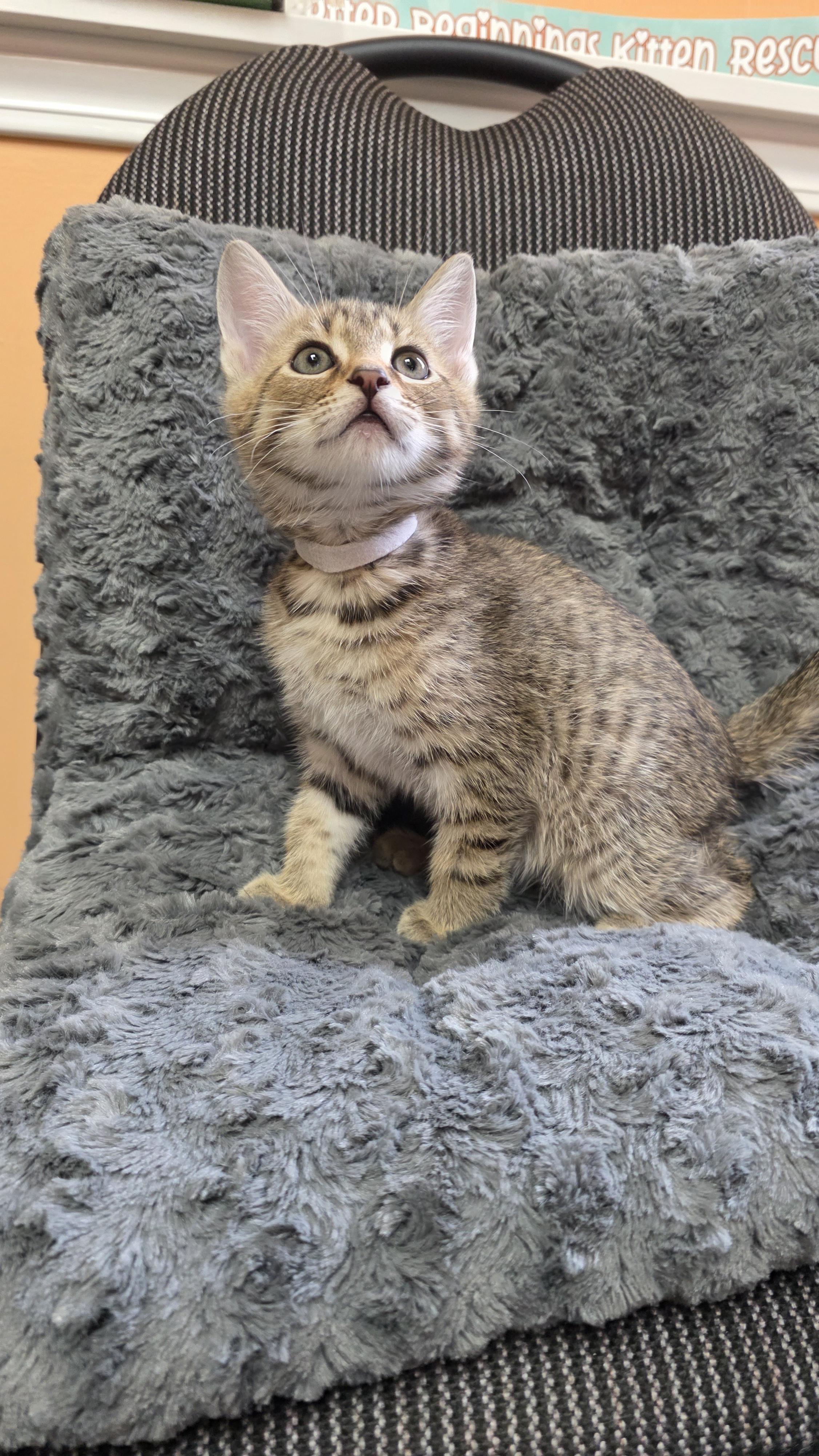 Cletus, a Adoptable mixed breed in Kamloops, BC image 3/6