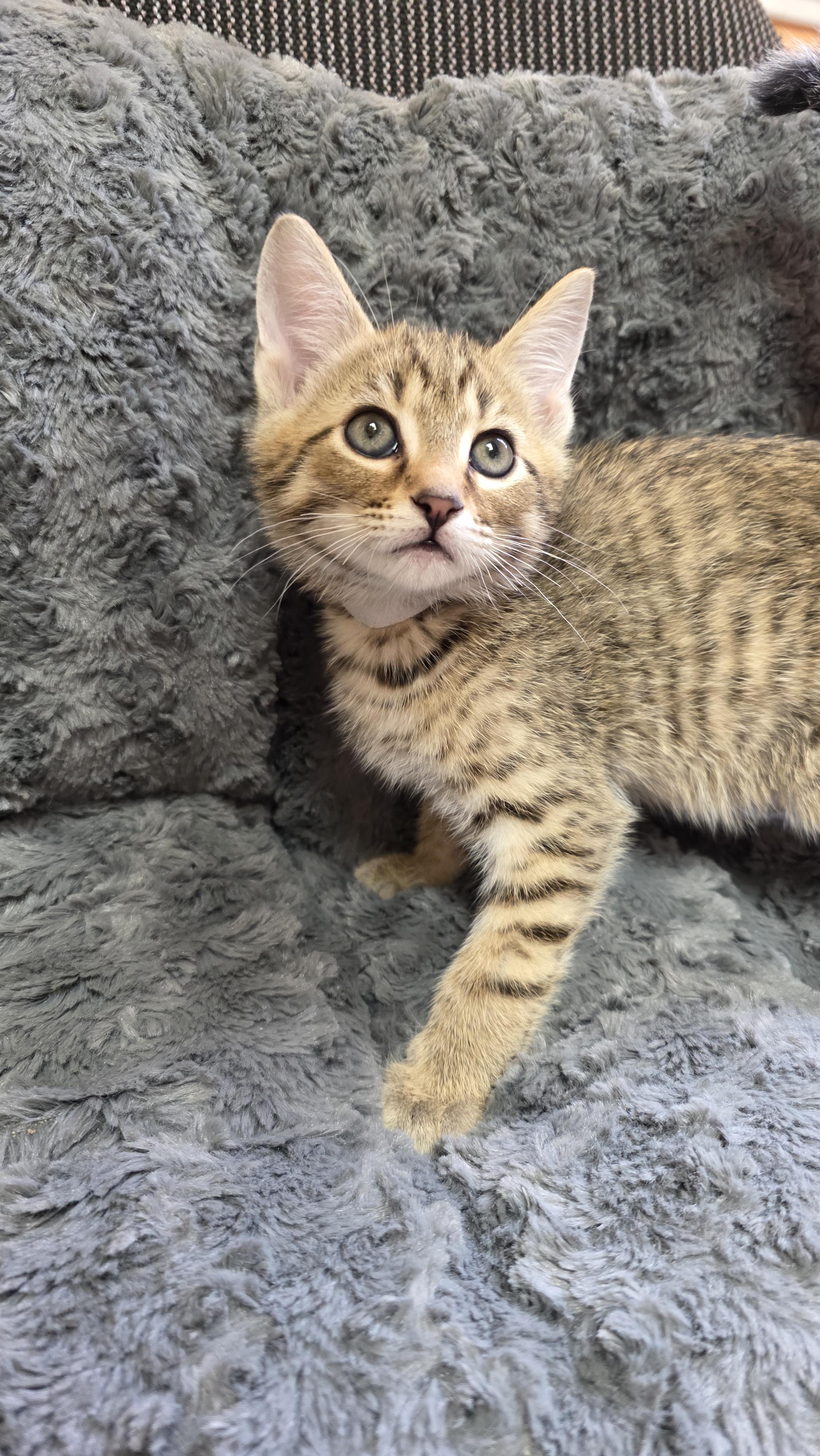 Cletus, a Adoptable mixed breed in Kamloops, BC image 4/6