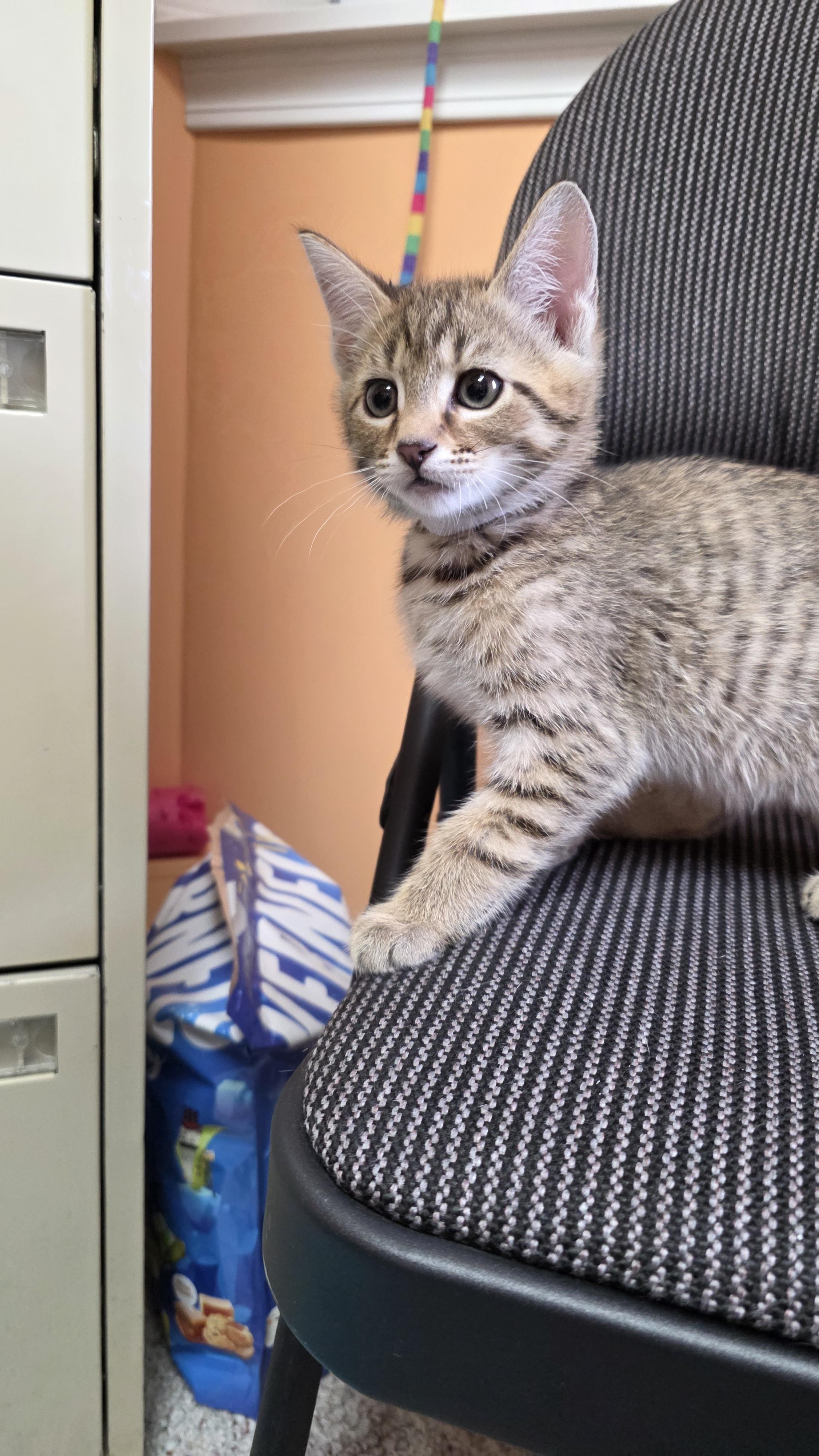 Cletus, a Adoptable mixed breed in Kamloops, BC image 5/6