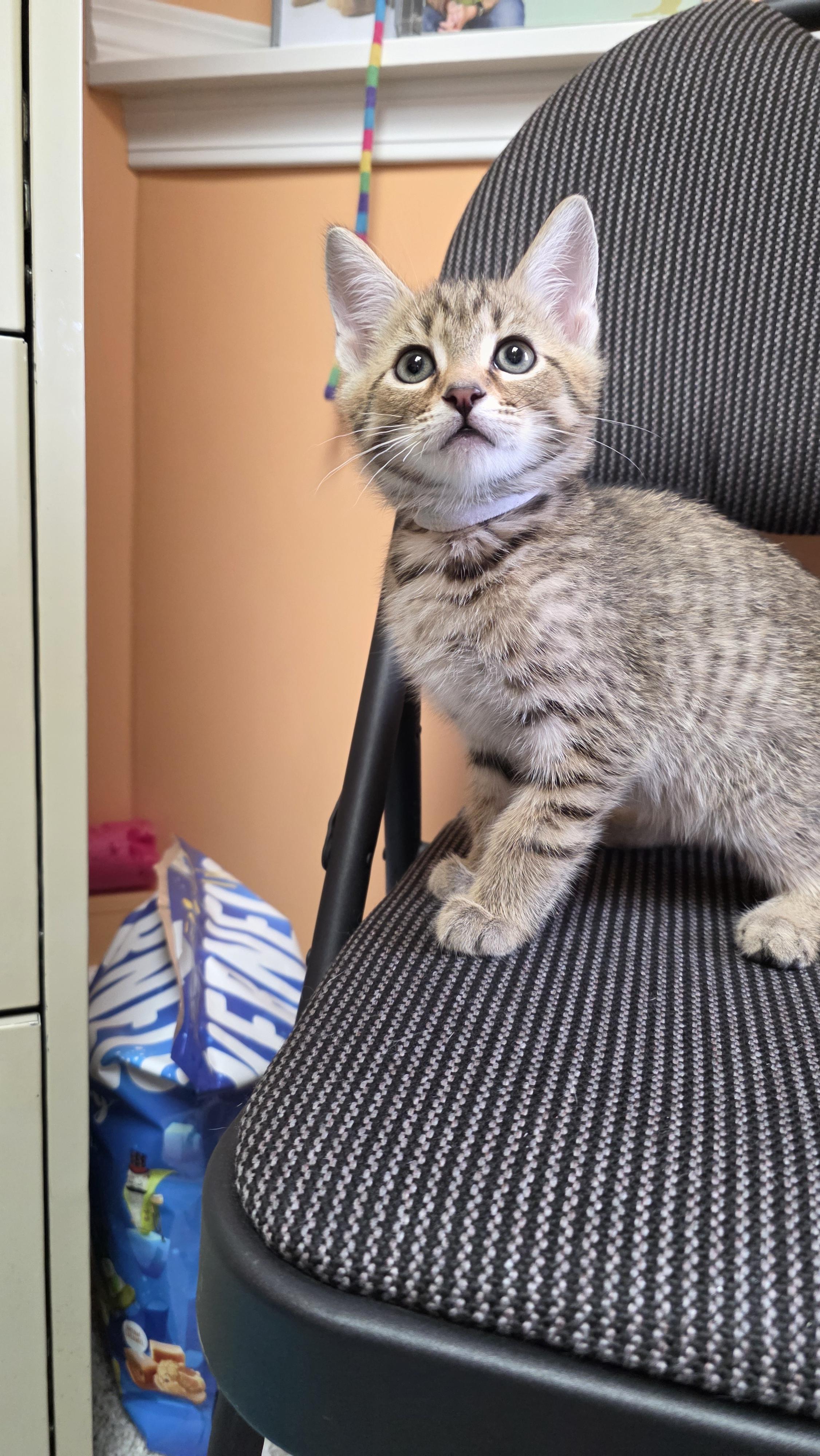 Cletus, a Adoptable mixed breed in Kamloops, BC image 6/6