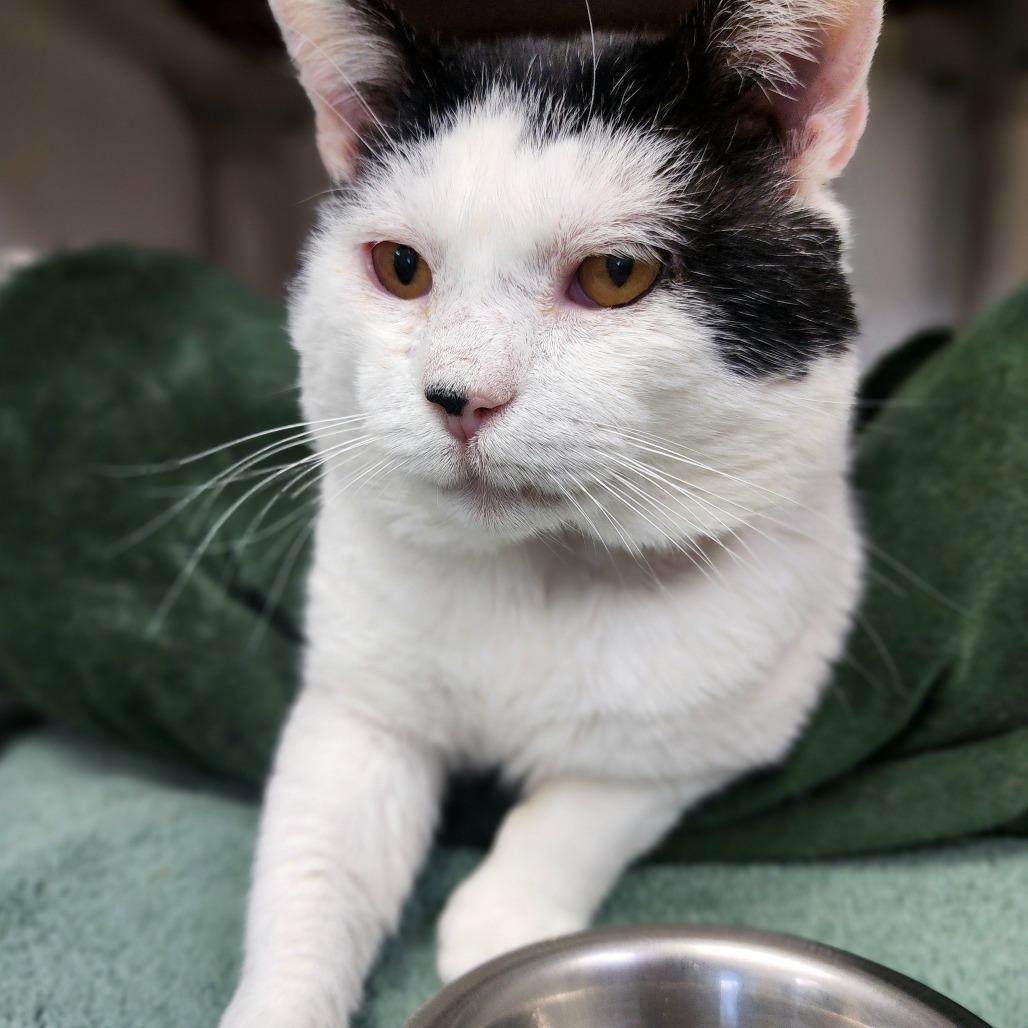 Scout, Adoptable, Senior Male Domestic Short Hair.