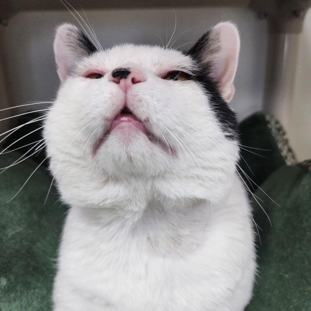 Enlarge Scout, a Adoptable Domestic Short Hair in Columbus, NC image 2/3