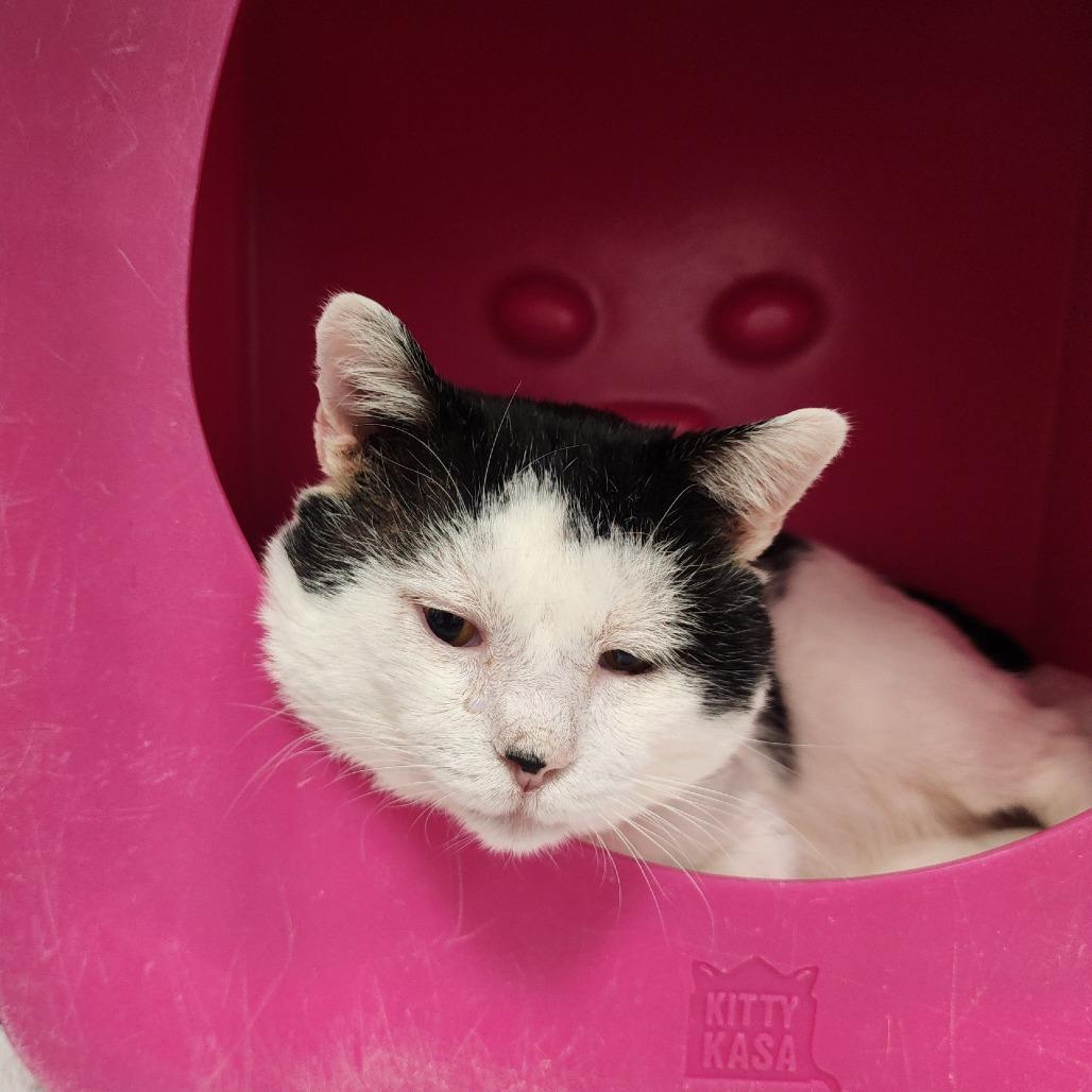 Enlarge Scout, a Adoptable Domestic Short Hair in Columbus, NC image 3/3