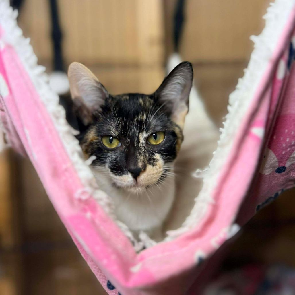 Razzle, Adoptable, Kitten Female Domestic Short Hair.