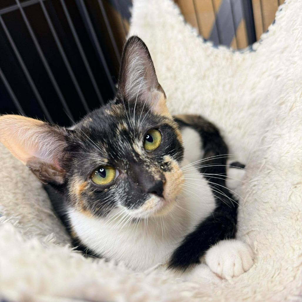 Enlarge Razzle, a Adoptable Domestic Short Hair in Port Neches, TX image 2/6