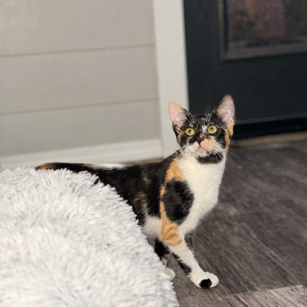 Enlarge Razzle, a Adoptable Domestic Short Hair in Port Neches, TX image 4/6