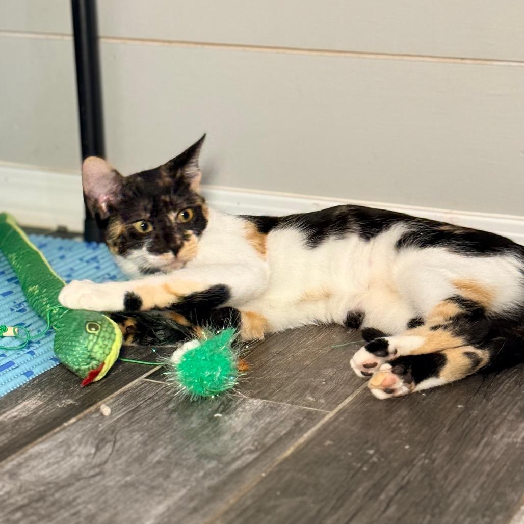 Enlarge Razzle, a Adoptable Domestic Short Hair in Port Neches, TX image 6/6