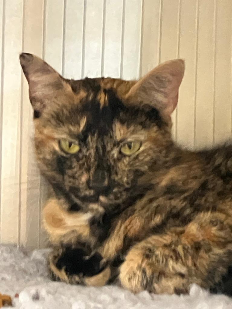 Enlarge Trudy, a Adoptable mixed breed in Lunenburg, MA image 2/3