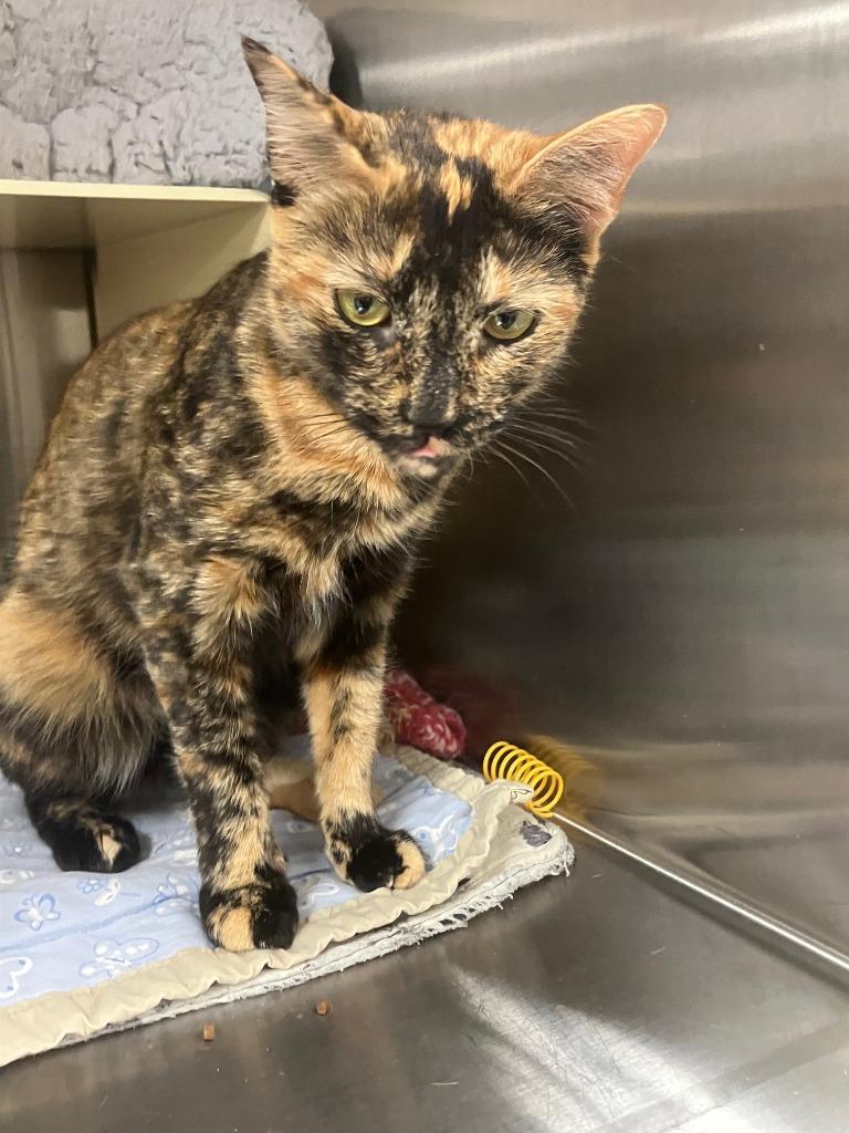 Enlarge Trudy, a Adoptable mixed breed in Lunenburg, MA image 3/3