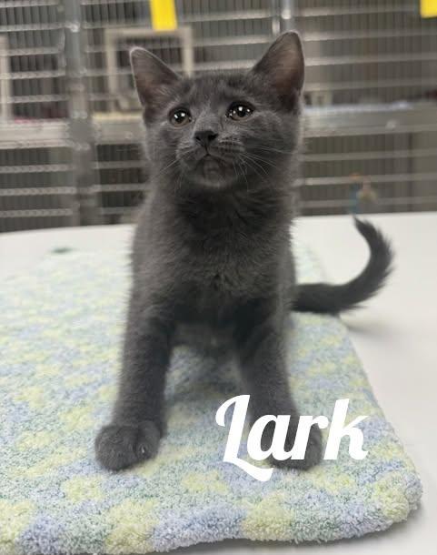 Enlarge Lark, a Adopted Domestic Short Hair in Manistee, MI image 1/1